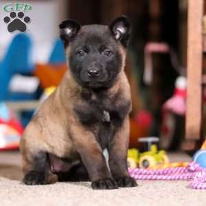 Dixie, Belgian Malinois Puppy